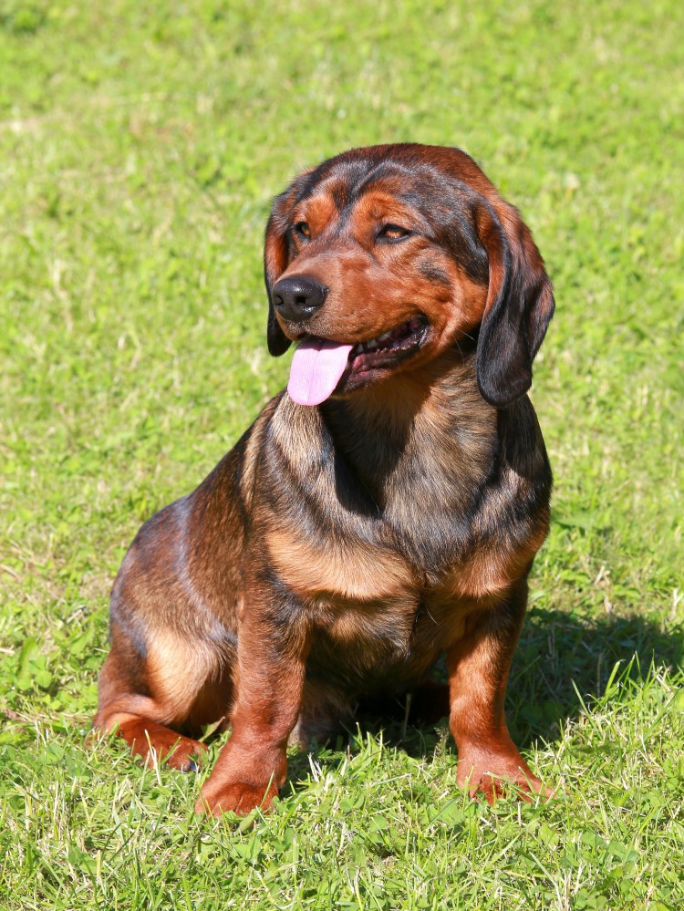 The Alpenländische Dachsbracke: A Small but Mighty Hunting Dog 2 Alpenländische Dachsbracke Highlights